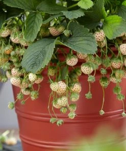 Roots Plants Pineberry Strawberry Plants Fruits