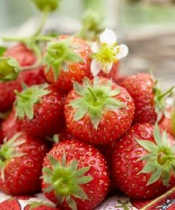 Roots Plants Honeoye Strawberry Plants Fruits 5 Roots Plants Honeoye Strawberry Plants Fruits