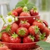 Roots Plants Florence Strawberry Plants Fruits 1 Roots Plants Florence Strawberry Plants Fruits