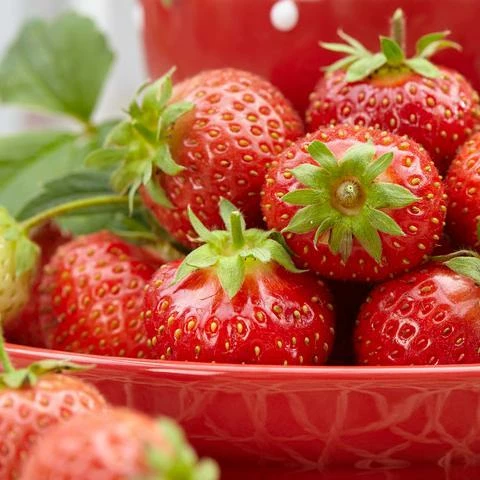 Roots Plants All Season Strawberry Plants Collection | 3x 10cm Pots Fruits 4 Roots Plants All Season Strawberry Plants Collection | 3x 10cm Pots Fruits