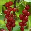Roots Plants Rovada Redcurrant Bush Fruits