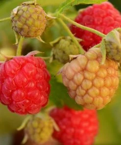 Roots Plants Polka Raspberry Plants