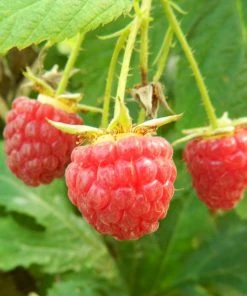 Roots Plants 15 Bestselling Raspberry Canes | Glen Ample, Polka & Autumn Bliss Fruits