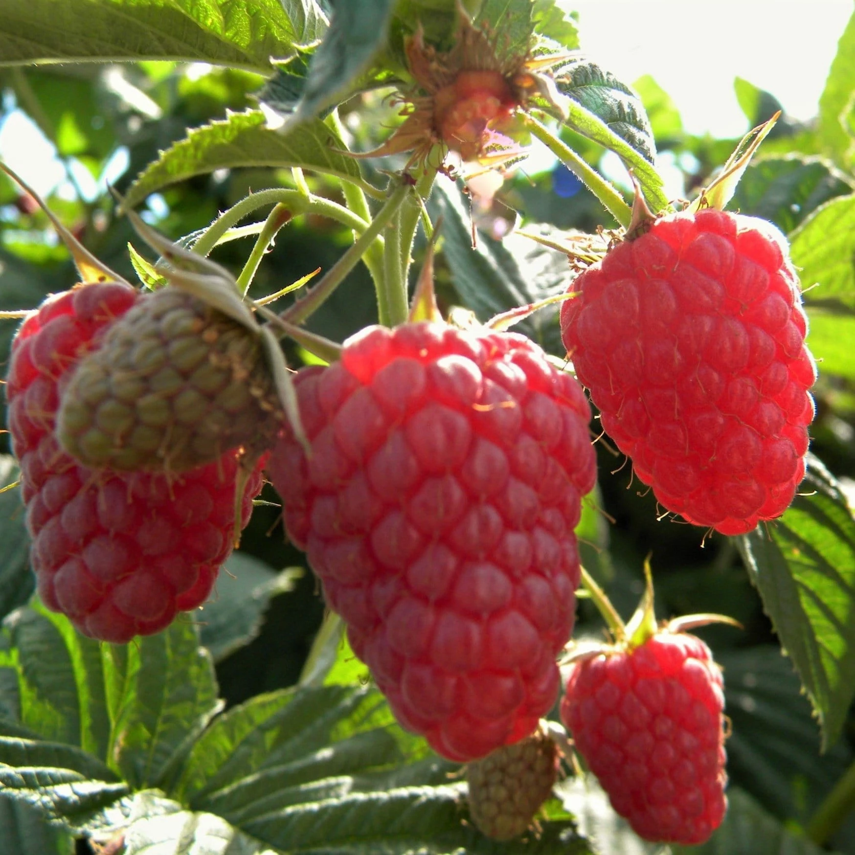 Roots Plants Joan J Raspberry Plants Fruits 3 Roots Plants Joan J Raspberry Plants Fruits