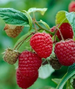 Roots Plants 15 Bestselling Raspberry Canes | Glen Ample, Polka & Autumn Bliss Fruits