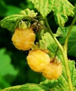 Roots Plants All Gold Raspberry Plants 7 Roots Plants All Gold Raspberry Plants