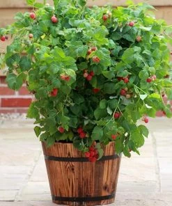 Roots Plants Fruits Ruby Beauty Raspberry Plant