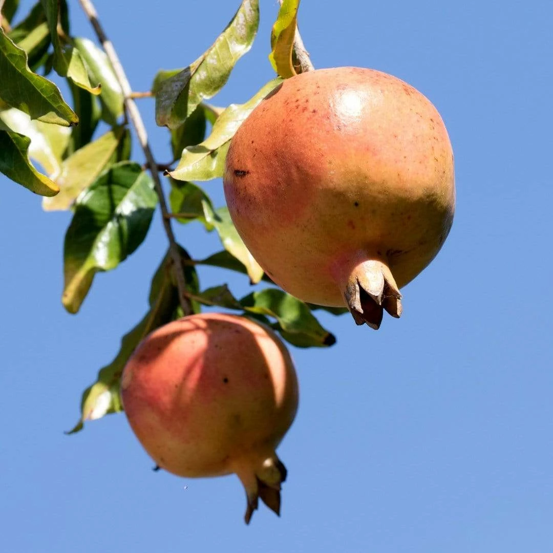 Roots Plants Pomegranate Bush 4 Roots Plants Pomegranate Bush