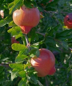 Roots Plants Pomegranate Bush 8 Roots Plants Pomegranate Bush