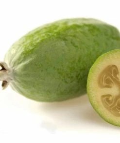 Roots Plants Pineapple Guava Plant | Feijoa Sellowiana