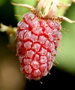 Roots Plants Ly654 Thornless Loganberry Plants