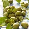 Roots Plants Issai Hardy Kiwi Plant Fruits 1 Roots Plants Issai Hardy Kiwi Plant Fruits