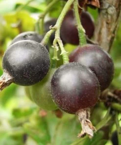 Roots Plants Unusual Berry Collection | 3x 3L Pots Fruits