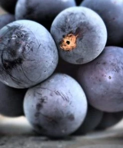 Roots Plants 90cm 'Vanessa' Seedless Outdoor Grape Vine | 2L Pot