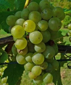 Roots Plants 90cm 'Lakemont' Seedless Outdoor Grape Vine | 3L Pot Fruits