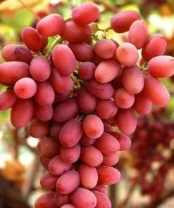 Roots Plants Seedless Outdoor Grape Collection | 'Crimson' & 'Superior' Seedless | 90cm Grape Vines In 3L Pots Fruits
