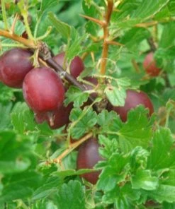Roots Plants Fruits Hinnonmaki Red Gooseberry Bush 7 Roots Plants Fruits Hinnonmaki Red Gooseberry Bush