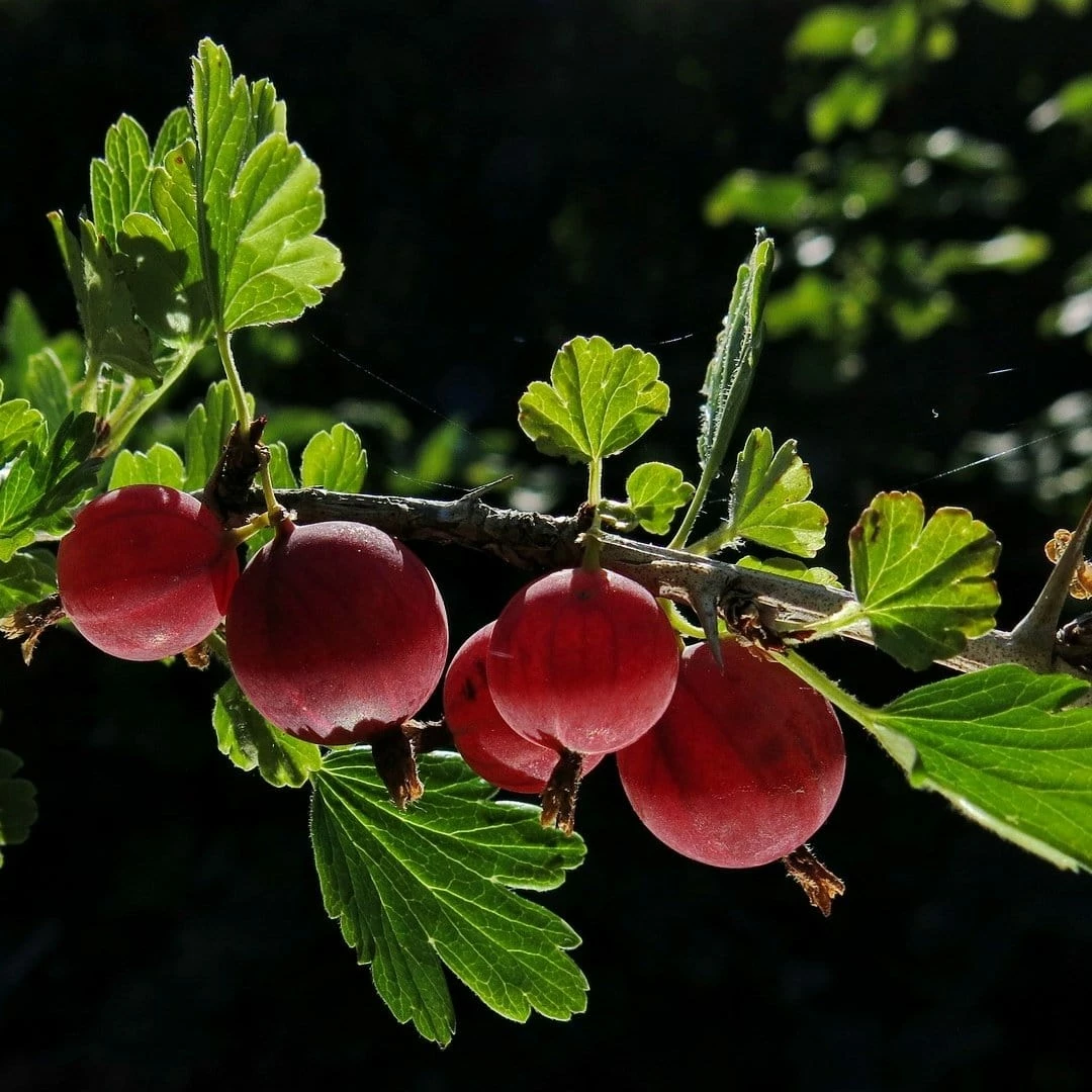 Roots Plants Fruits Hinnonmaki Red Gooseberry Bush 3 Roots Plants Fruits Hinnonmaki Red Gooseberry Bush