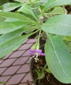 Roots Plants Goji Berry Plant 9 Roots Plants Goji Berry Plant