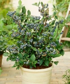 Roots Plants Fruits Sunshine Blue Evergreen Blueberry Bush