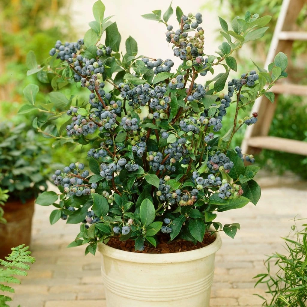 Roots Plants Fruits Sunshine Blue Evergreen Blueberry Bush 3 Roots Plants Fruits Sunshine Blue Evergreen Blueberry Bush