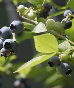 Roots Plants Fruits Herbert Blueberry Bush