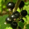 Roots Plants Fruits Big Ben Blackcurrant Bush