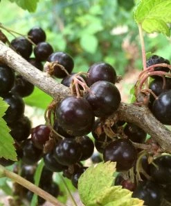 Roots Plants Fruits Big Ben Blackcurrant Bush