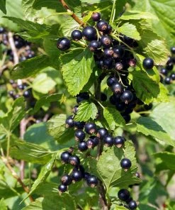 Roots Plants Ben Connan Blackcurrant Bush Fruits