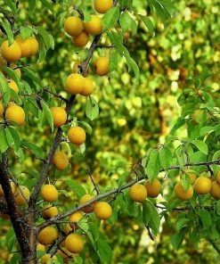 Roots Plants Oullins Golden Gage Plum Tree
