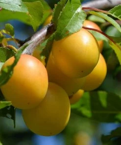 Roots Plants Mirabelle De Nancy Plum Tree