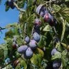 Roots Plants Merryweather Damson Tree Fruits