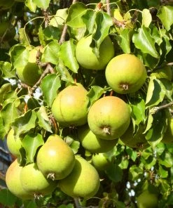 Roots Plants Williams Bon Chrétien Pear Tree Fruits