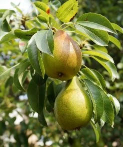 Roots Plants Williams Bon Chrétien Pear Tree Fruits