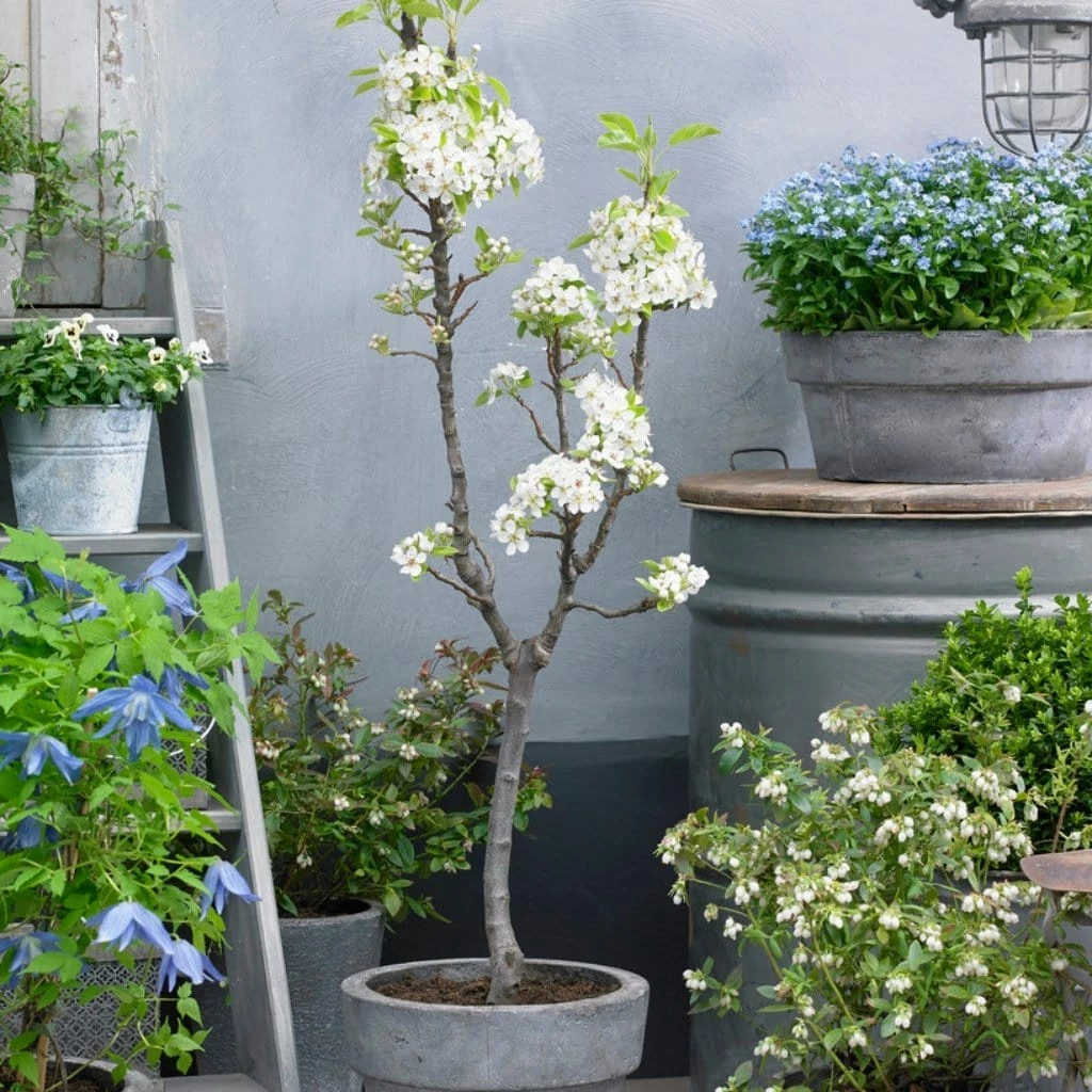 Roots Plants Fruits Doyenné Du Comice Pear Tree 4 Roots Plants Fruits Doyenné Du Comice Pear Tree