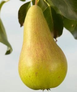 Roots Plants Fruits Concorde Pear Tree