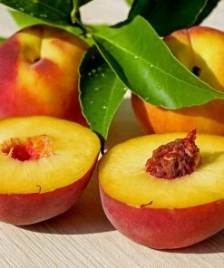 Roots Plants Peregrine Peach Tree Fruits 10 Roots Plants Peregrine Peach Tree Fruits