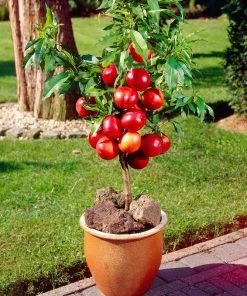 Roots Plants Fruits Madame Blanchet Patio Nectarine Tree