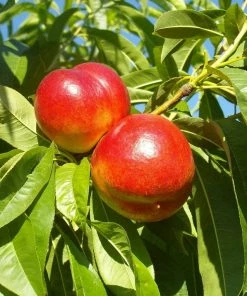 Roots Plants Fruits Madame Blanchet Patio Nectarine Tree