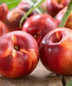 Roots Plants Lord Napier Patio Nectarine Tree