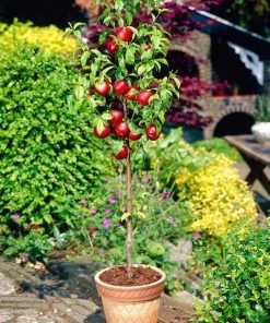 Roots Plants Lord Napier Patio Nectarine Tree