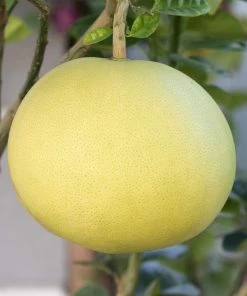 Roots Plants 90cm Lime Tree | Lime Of Tahiti | Grafted Mini-Stem