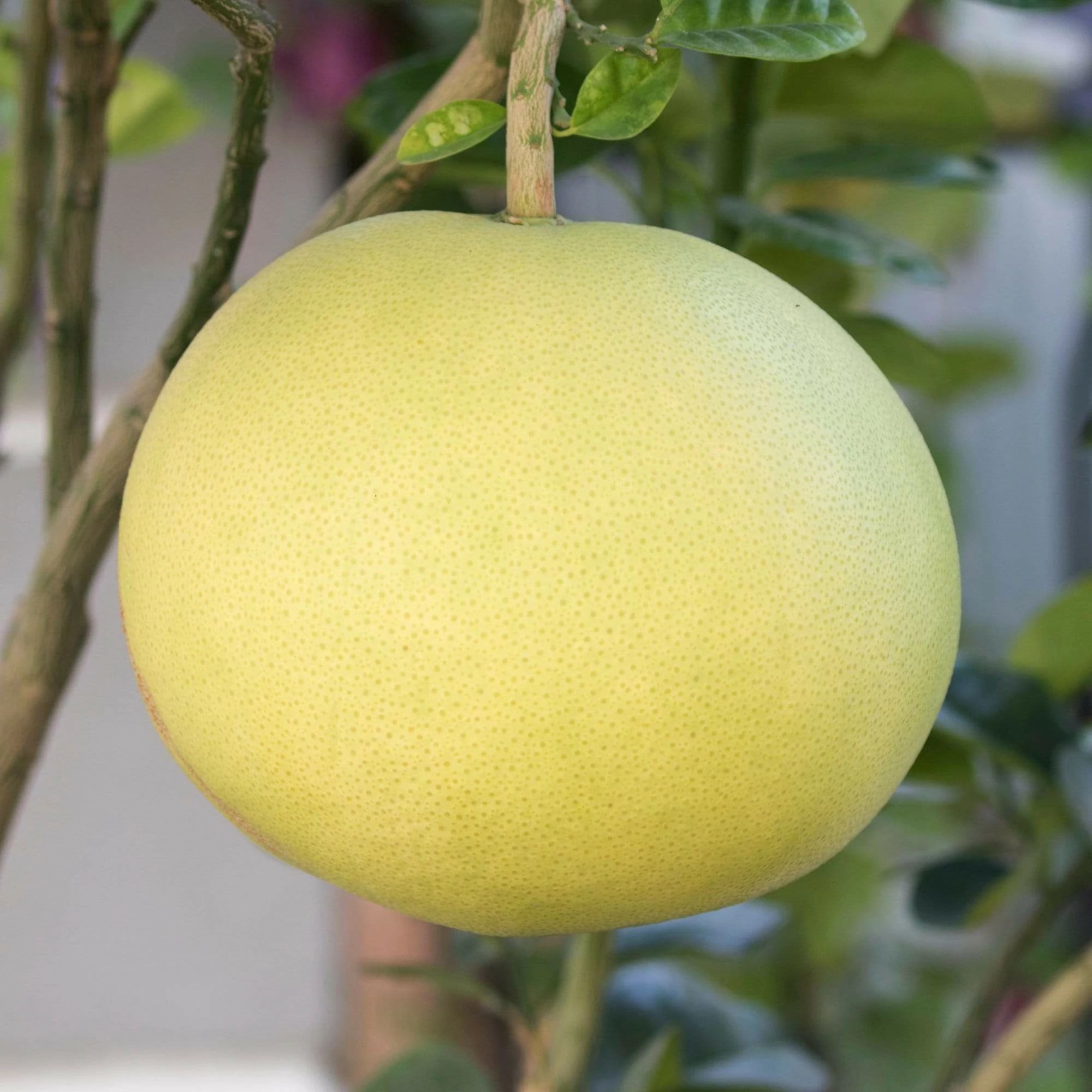 Roots Plants 90cm Lime Tree | Lime Of Tahiti | Grafted Mini-Stem 4 Roots Plants 90cm Lime Tree | Lime Of Tahiti | Grafted Mini-Stem