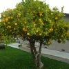 Roots Plants 90cm Eureka Lemon Tree | 4 Seasons Lemon | Grafted Mini-Stem