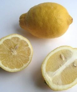 Roots Plants 90cm Eureka Lemon Tree | 4 Seasons Lemon | Grafted Mini-Stem