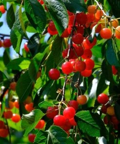 Roots Plants May Duke Cherry Tree Fruits