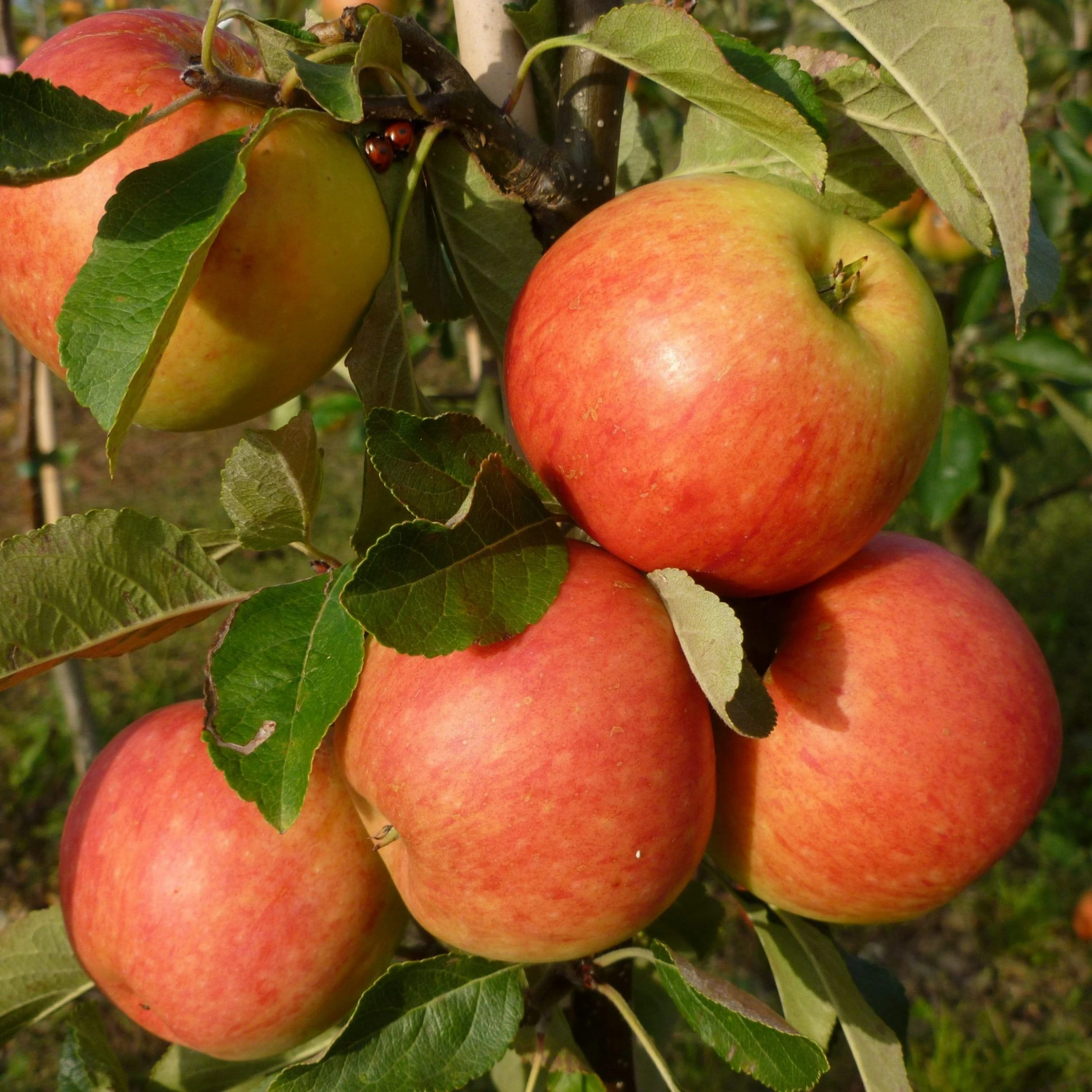 Roots Plants James Grieve Apple Tree | Dwarfing Rootstocks Fruits 3 Roots Plants James Grieve Apple Tree | Dwarfing Rootstocks Fruits