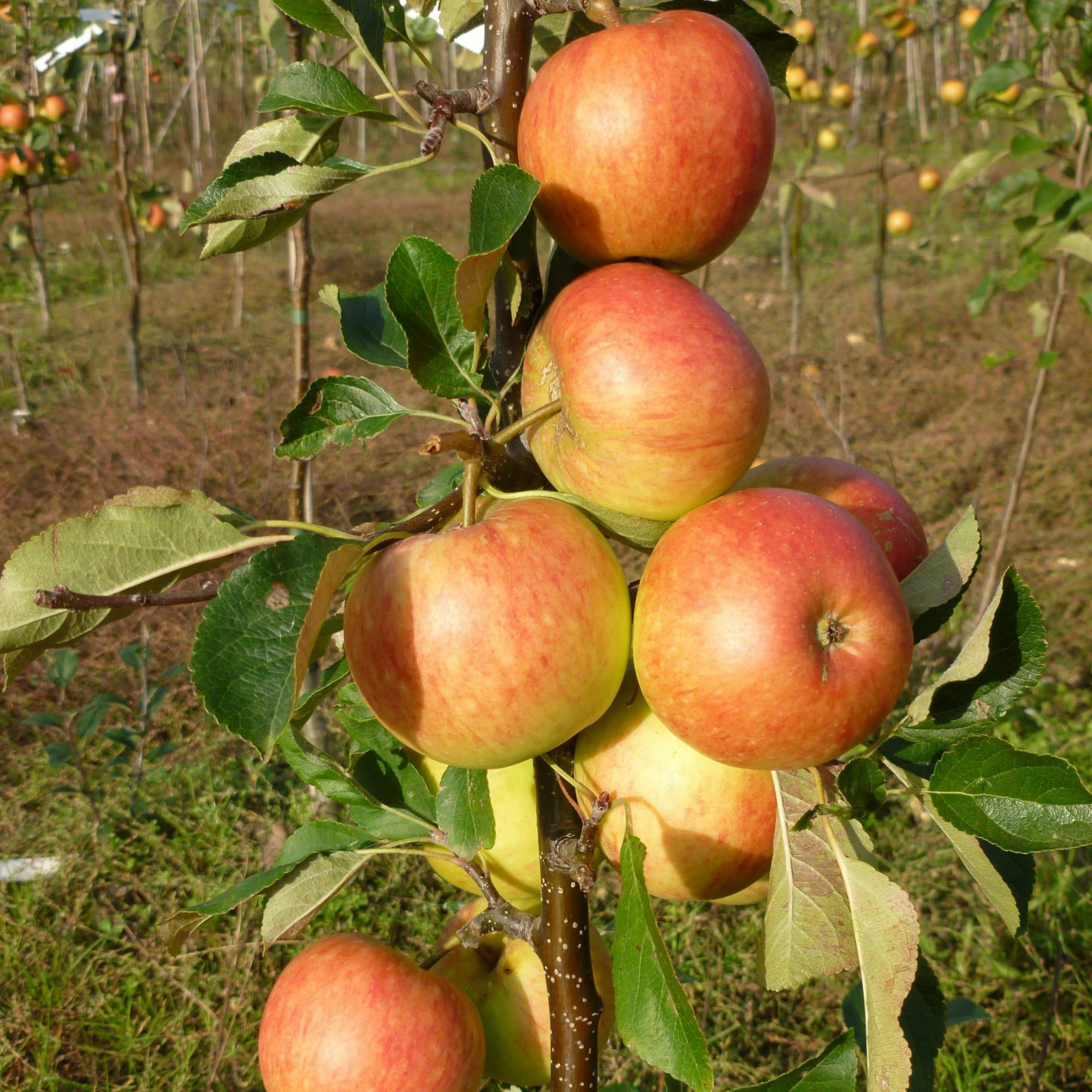 Roots Plants 'Endless Apples' Collection | Scrumptious, Braeburn Hillwell, James Grieve & Red Windsor Fruits 6 Roots Plants 'Endless Apples' Collection | Scrumptious, Braeburn Hillwell, James Grieve & Red Windsor Fruits