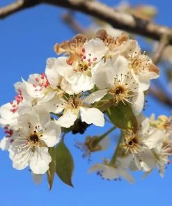 Roots Plants Herefordshire Russet Apple Tree