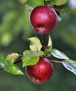Roots Plants Spartan Apple Tree